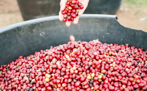 3元多，品味現(xiàn)磨精品咖啡與甜點時光